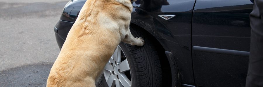 52195275 - labrador retriever customs dog sitting on scale