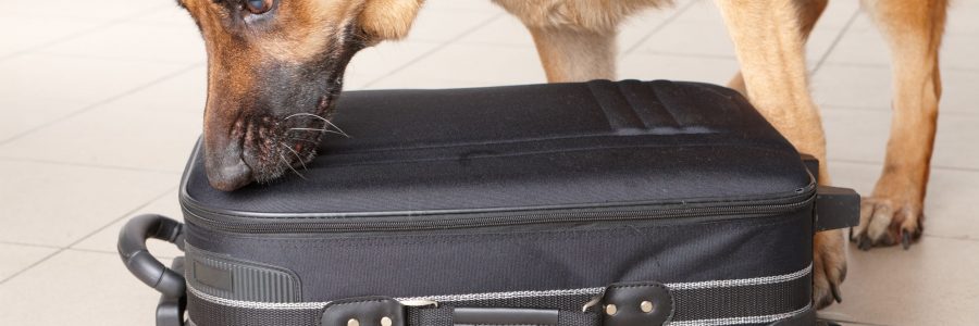 8887539 - airport canine. dog sniffs out drugs or bomb in a luggage.